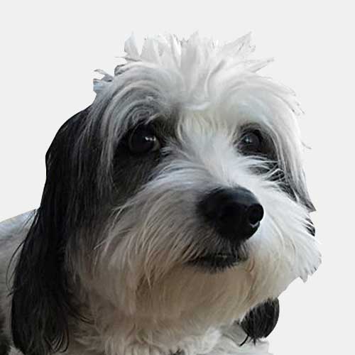 portrait of dog with white and black hair